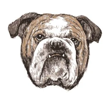 Bulldog 스톡 일러스트