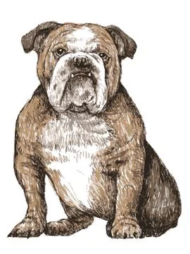 Bulldog Stock Illustration