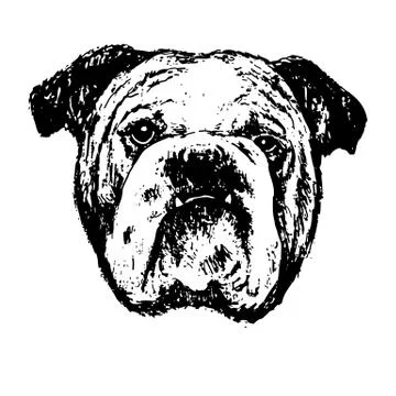 Bulldog Stock Illustration