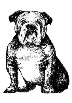 Bulldog イラスト素材