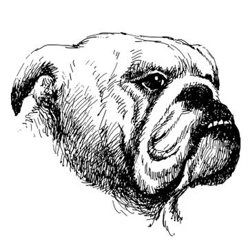 Bulldog 스톡 일러스트