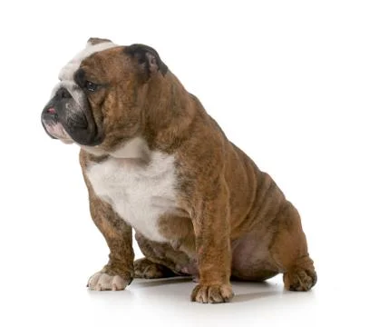 Bulldog Stock Photos