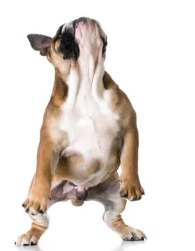 Bulldog playing Stock Photos