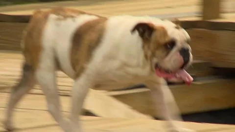Bulldog running Stock Footage 82916236