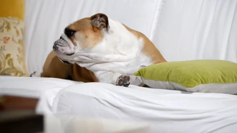 Bulldog sleeping on the couch Stock Footage 119006415