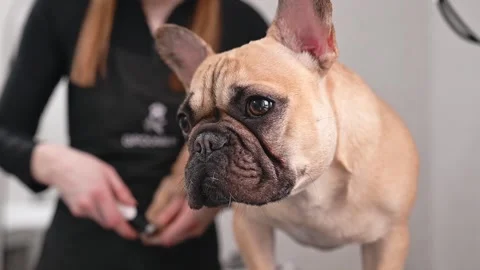 Bulldogs face in sharp focus while a professional groomer expertly files its Stock Footage 305646218