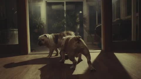 Bulldogs Under Dramatic lighting, Slow motion Stock Footage 62856000