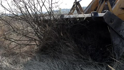 Bulldozer breaks down trees and branches with shrubs in a forest belt in a field Stock-Footage 223518157