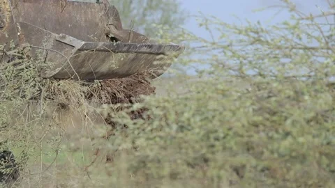 Bulldozer bucket pulls tree branches clearing the area of debris. Tractor with b Stock Footage 223517947