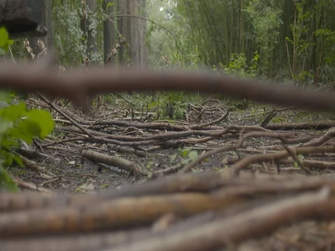 Bulldozer moving on the fallen tree branches Stock Footage 73686806