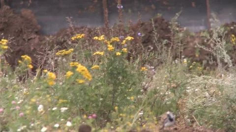 Bulldozer moving towards camera Video stock 52778503