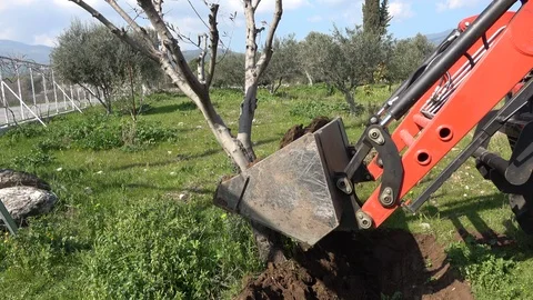 Bulldozer uproots a tree Video stock 117261845