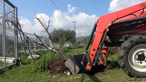 Bulldozer uproots a tree Stock Footage 117262686