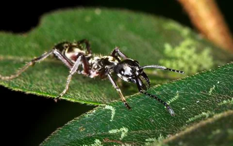 Bullet ant in Belize Stock Photos