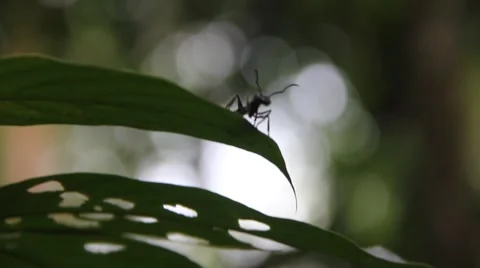 Bullet Ant on Leaf Stock Footage 46476723