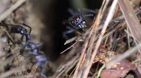 Bullet Ants Outside Nest 库存影片 22662998