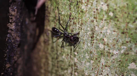 Bullet Ants On tree 库存影片 22663149