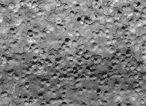 Bullet Caters BW Stock Photos