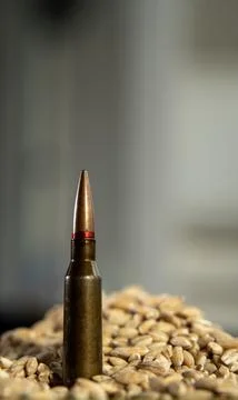 Bullet in the grain Stock Photos