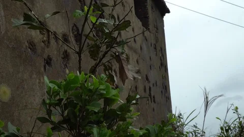 Bullet Holes on Brown Wall Stock Footage 74359094