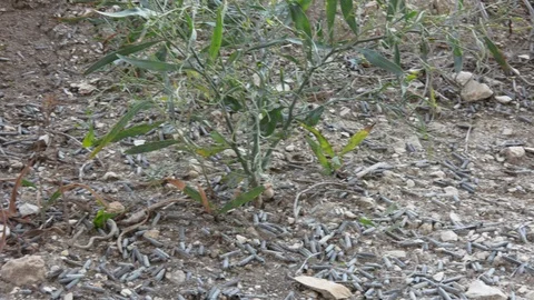  bullet shells drop on the ground 動画素材 98782233