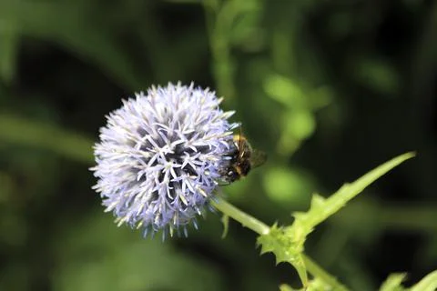 Bullet thistle Echinops Ritro with insect attraction Stock Photos