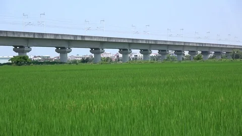 Bullet train over rice field Stock Footage 75598677
