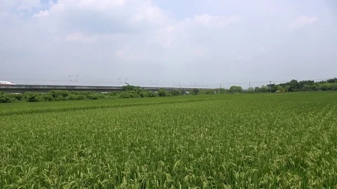 Bullet train over rice field Stock Footage 75624083