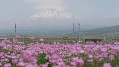 Bullet Train Passing by Mt. Fuji over a Field of Flowers (panning) Stock Footage 107301819