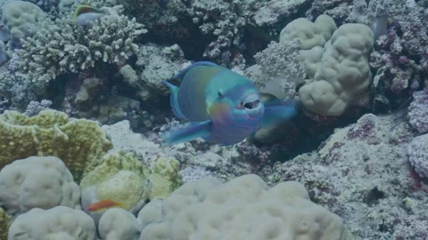 Bullethead parrotfish feeding on reef 库存影片 342624780