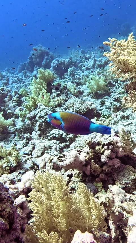Bullethead  parrotfish Stock Footage 319437747