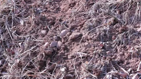 Bullets hit the dirt Stock Footage 21878980