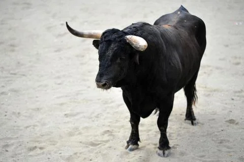 Bullfight in spain Stock Photos