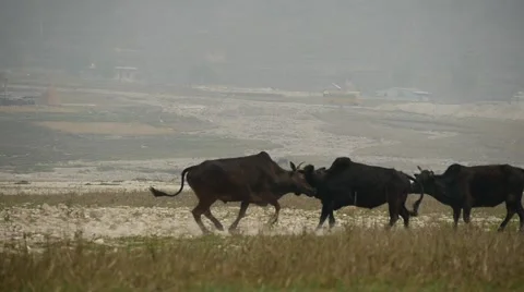 Bullfighting in Nepal Video stock 61530772