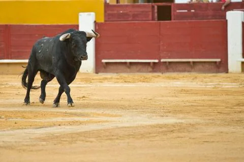Bullfighting. Stock Photos