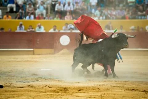 Bullfighting. Stock Photos