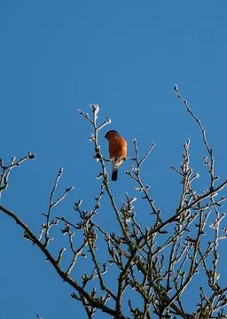Bullfinch In Action Stock Photos