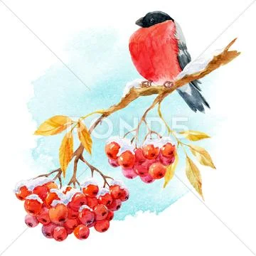 Bullfinch and rowan Stock Illustration
