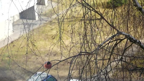 A bullfinch on a birch branch from the window of a multi-story building. Stock-Footage 266543388