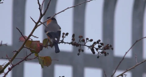 Bullfinch bird flapping wings settling on tree branch slow motion Vídeos de archivo 121369376