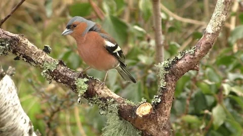 Bullfinch Bird Stock Footage 229749436