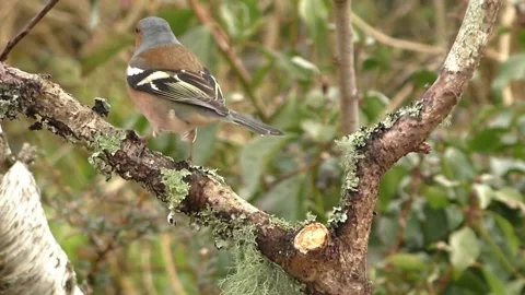 Bullfinch Bird Stock Footage 229749437
