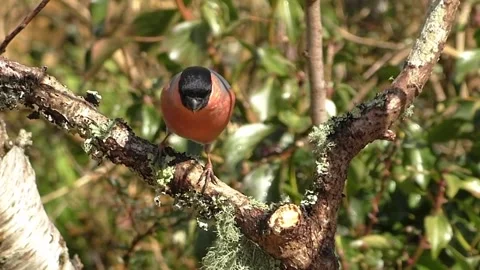 Bullfinch Bird Stock Footage 229749442