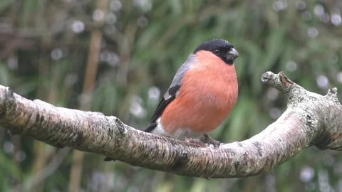 Bullfinch Bird Stock Footage 229749451