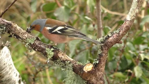 Bullfinch Bird 库存影片 229749479