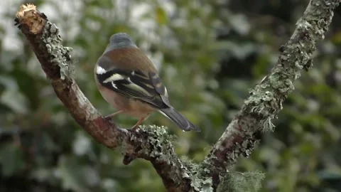 Bullfinch Bird Stock Footage 229749493