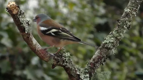 Bullfinch Bird Video stock 229749505