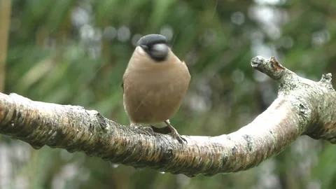 Bullfinch Bird Stock Footage 229749511