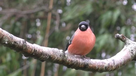 Bullfinch Bird Stock Footage 229749513
