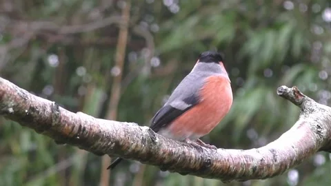 Bullfinch Bird Stock Footage 229749514